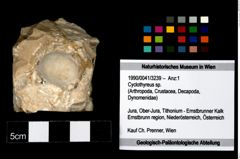 Foto (Objekt + Etikett) von Cyclothyreus sp.  (NHMW-GEO-1990-0041-3239)